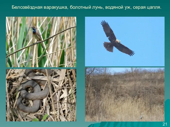 Белозвёздная варакушка, болотный лунь, водяной уж, серая цапля. 21