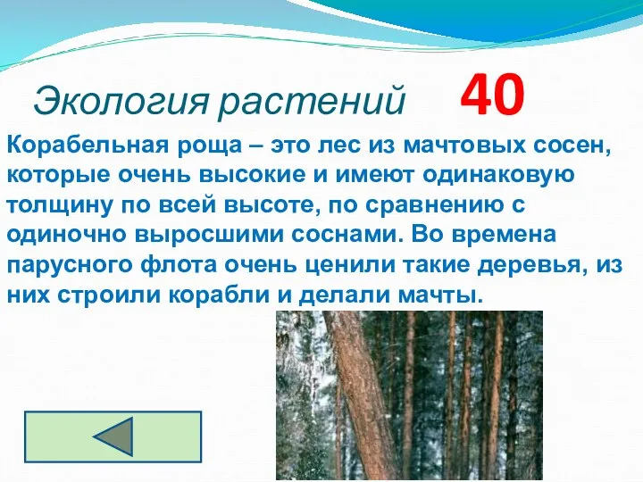 Экология растений 40 Корабельная роща – это лес из мачтовых сосен,