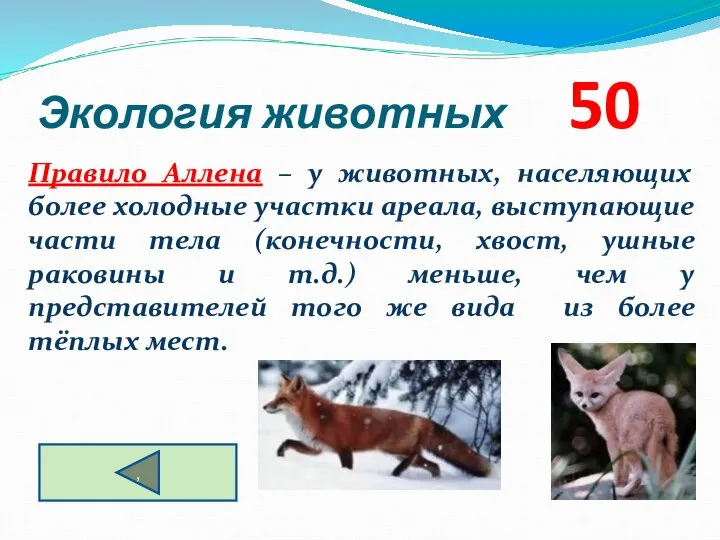 Экология животных 50 Правило Аллена – у животных, населяющих более холодные