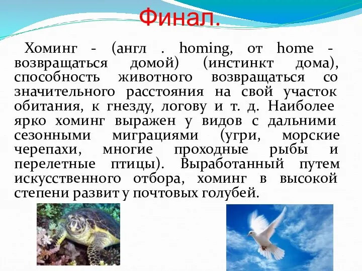 Финал. Хоминг - (англ . homing, от home - возвращаться домой)