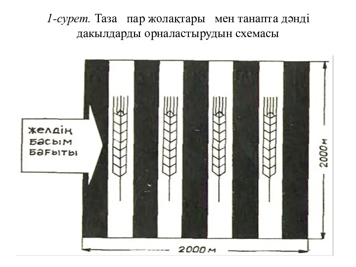 1-сурет. Таза пар жолақтары мен танапта дәнді дакылдарды орналастырудын схемасы