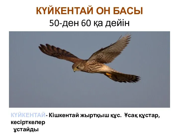 КҮЙКЕНТАЙ ОН БАСЫ 50-ден 60 қа дейін КҮЙКЕНТАЙ- Кішкентай жыртқыш құс. Ұсақ құстар, кесірткелер ұстайды