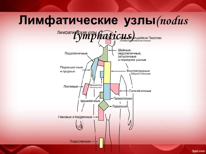 Лимфатические узлы(nodus lymphaticus)