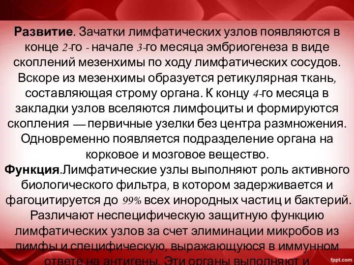 Развитие. Зачатки лимфатических узлов появляются в конце 2-го - начале 3-го