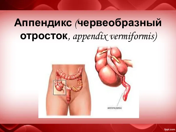 Аппендикс (червеобразный отросток, appendix vermiformis)