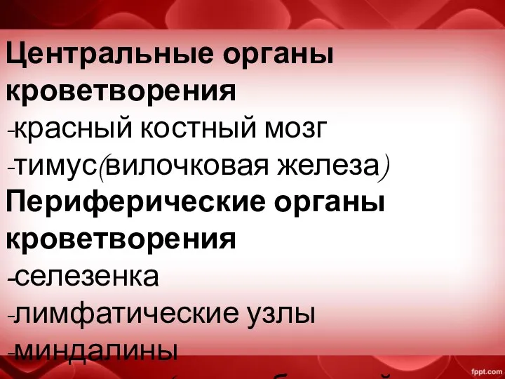 Центральные органы кроветворения -красный костный мозг -тимус(вилочковая железа) Периферические органы кроветворения