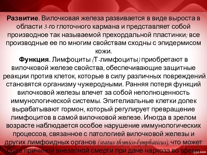 Развитие. Вилочковая железа развивается в виде выроста в области 3-го глоточного