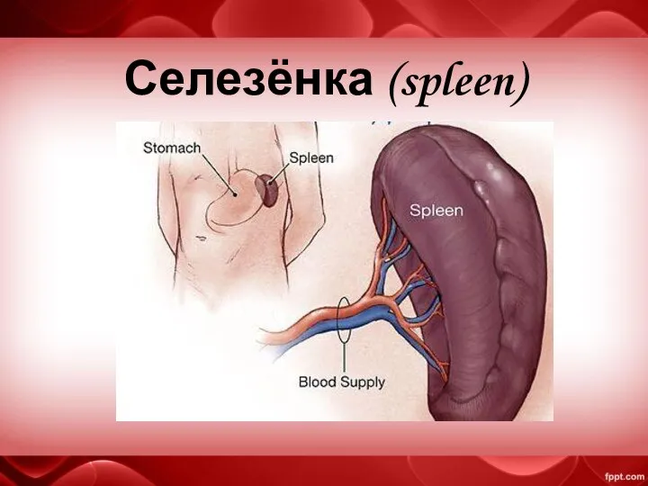 Селезёнка (spleen)