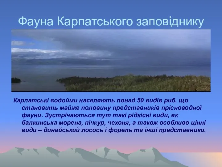 Фауна Карпатського заповіднику Карпатські водойми населяють понад 50 видів риб, що