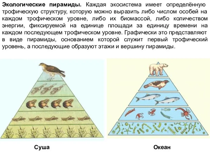 Экологические пирамиды. Каждая экосистема имеет определённую трофическую структуру, которую можно выразить