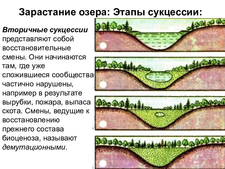 Зарастание озера: Этапы сукцессии: Вторичные сукцессии представляют собой восстановительные смены. Они