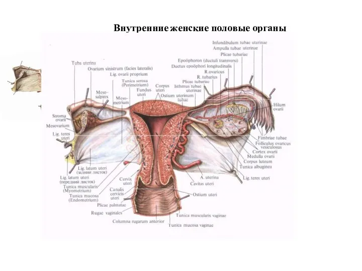 Внутренние женские половые органы