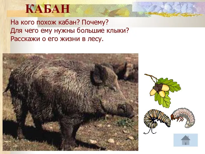 КАБАН На кого похож кабан? Почему? Для чего ему нужны большие