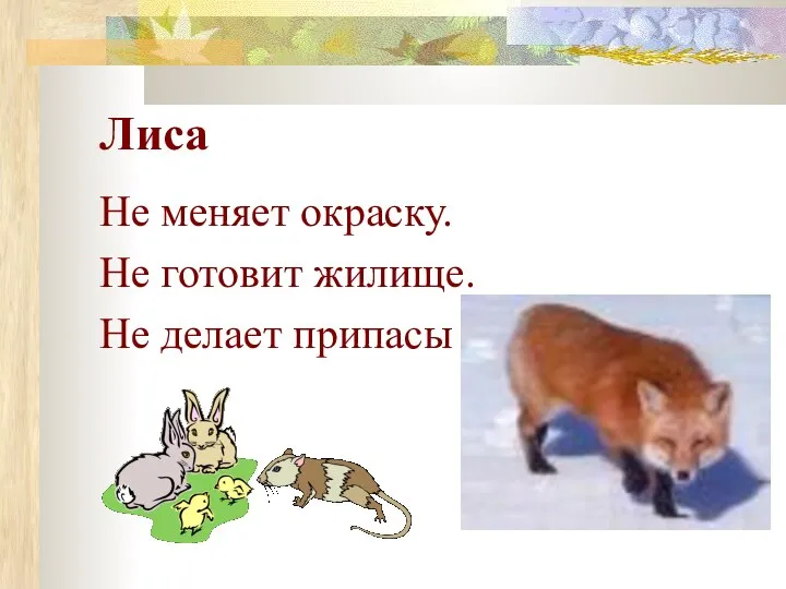 Лиса Не меняет окраску. Не готовит жилище. Не делает припасы