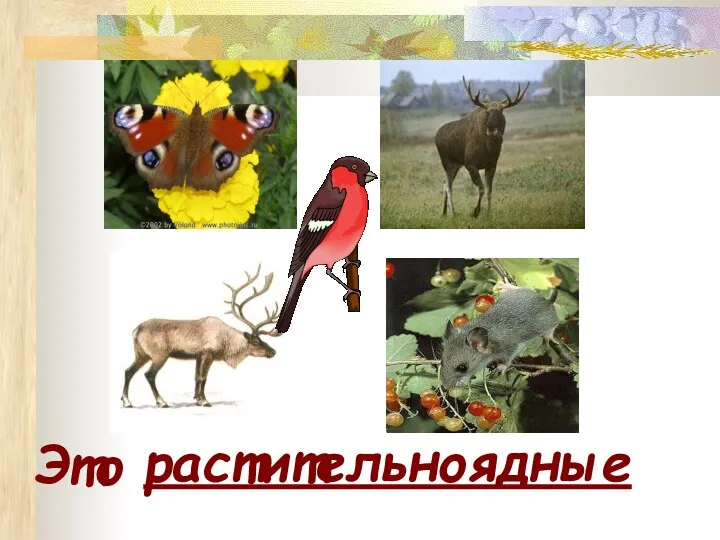 растительноядные Это