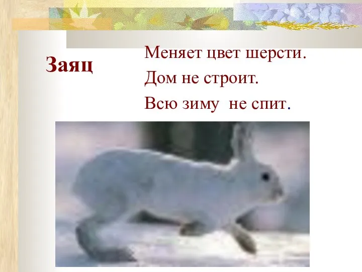 Заяц Меняет цвет шерсти. Дом не строит. Всю зиму не спит.