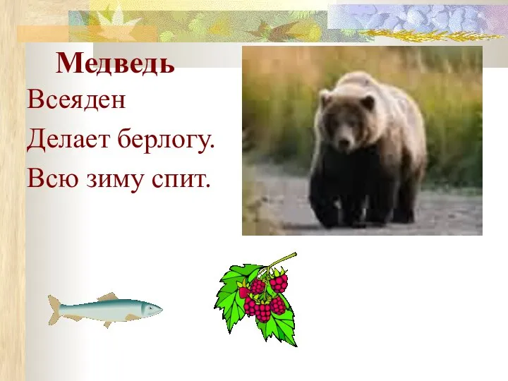 Медведь Всеяден Делает берлогу. Всю зиму спит.