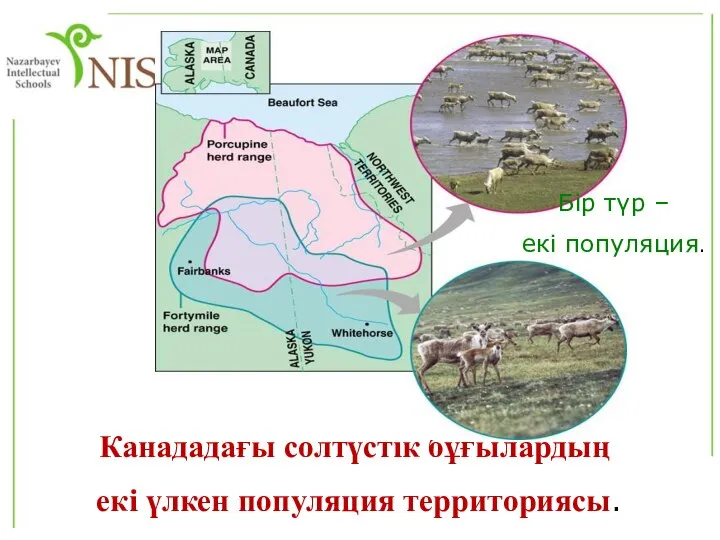 Канададағы солтүстік бұғылардың екі үлкен популяция территориясы. Бір түр – екі популяция.