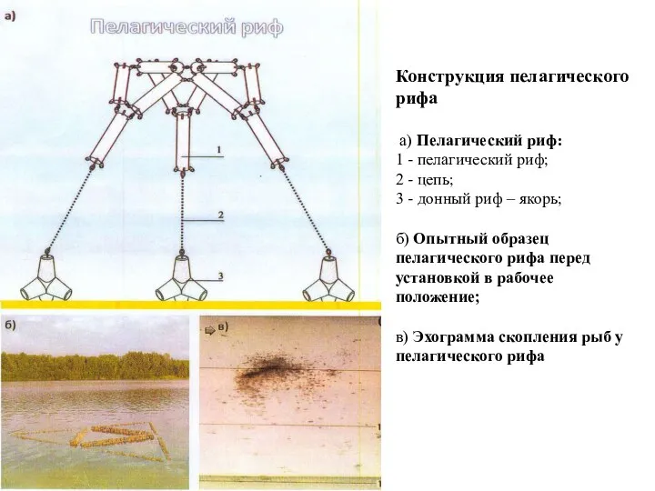 Конструкция пелагического рифа а) Пелагический риф: 1 - пелагический риф; 2