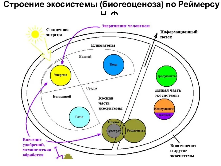 Строение экосистемы (биогеоценоза) по Реймерсу Н. Ф.