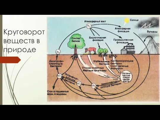 Круговорот веществ в природе