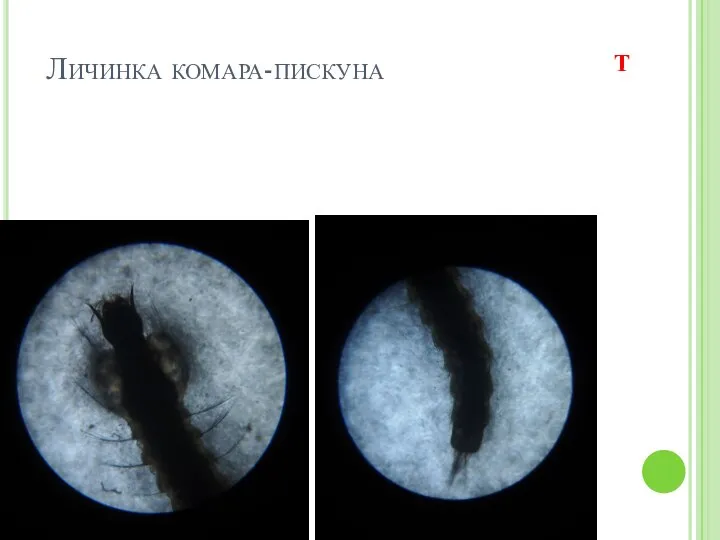 Личинка комара-пискуна Т