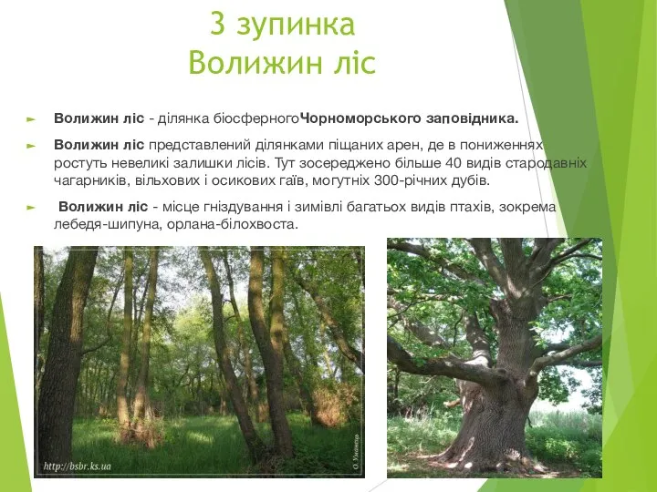 3 зупинка Волижин ліс Волижин ліс - ділянка біосферногоЧорноморського заповідника. Волижин