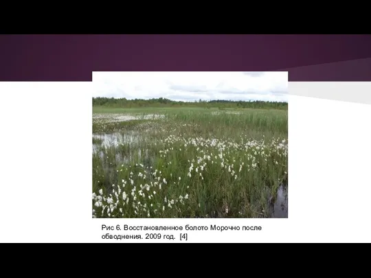 Рис 6. Восстановленное болото Морочно после обводнения. 2009 год. [4]