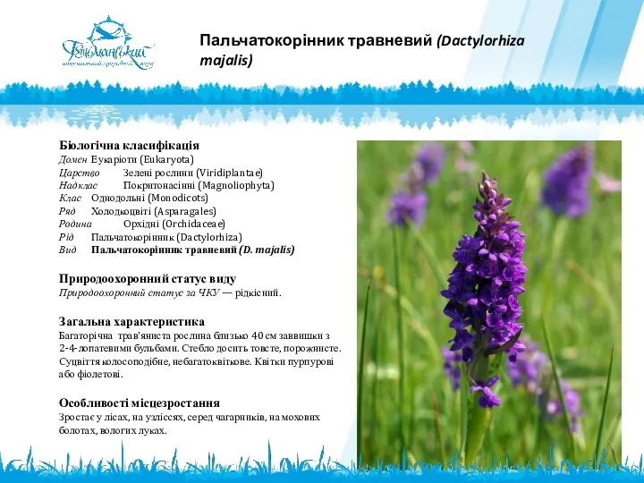 Пальчатокорінник травневий (Dactylorhiza majalis) Біологічна класифікація Домен Еукаріоти (Eukaryota) Царство Зелені