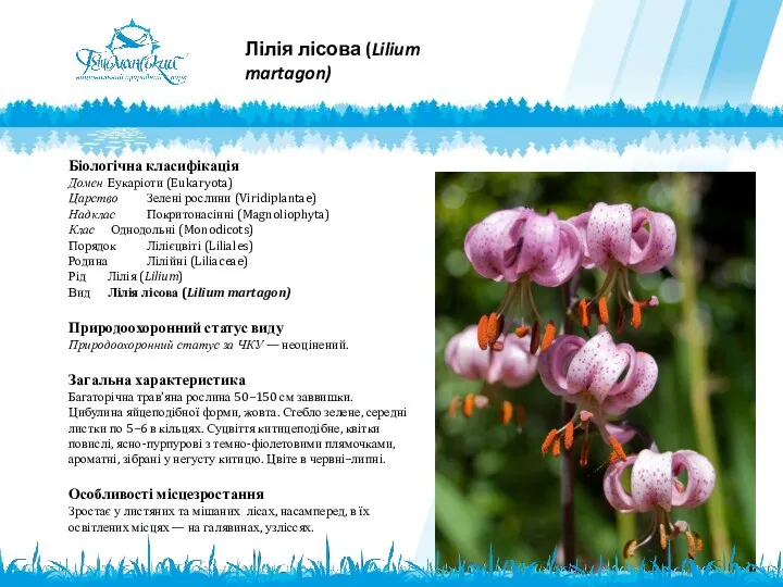 Лілія лісова (Lilium martagon) Біологічна класифікація Домен Еукаріоти (Eukaryota) Царство Зелені