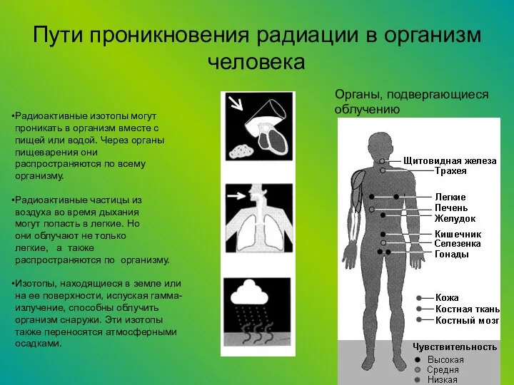 Пути проникновения радиации в организм человека Радиоактивные изотопы могут проникать в