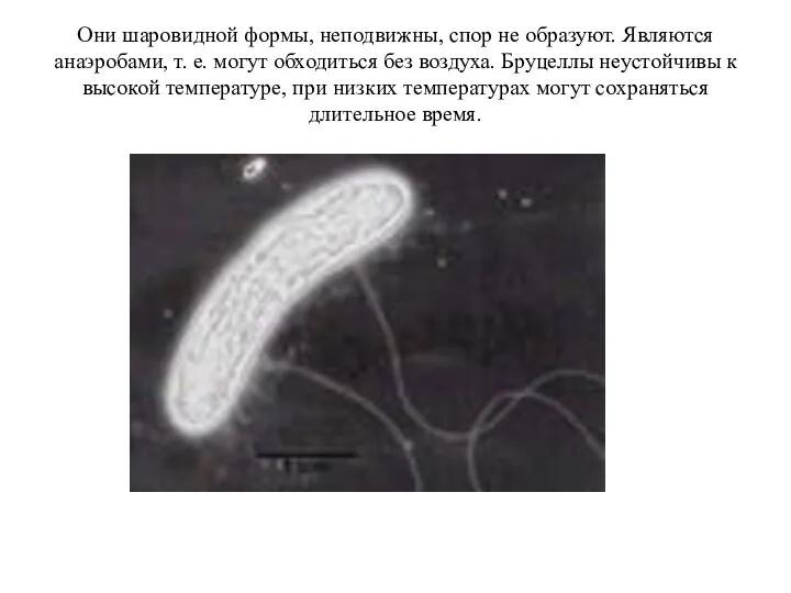 Они шаровидной формы, неподвижны, спор не образуют. Являются анаэробами, т. е.