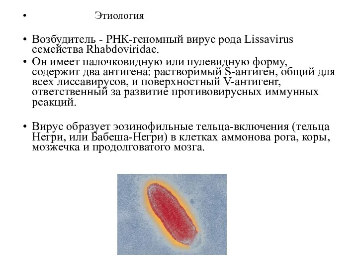 Этиология Возбудитель - РНК-геномный вирус рода Lissavirus семейства Rhabdoviridae. Он имеет