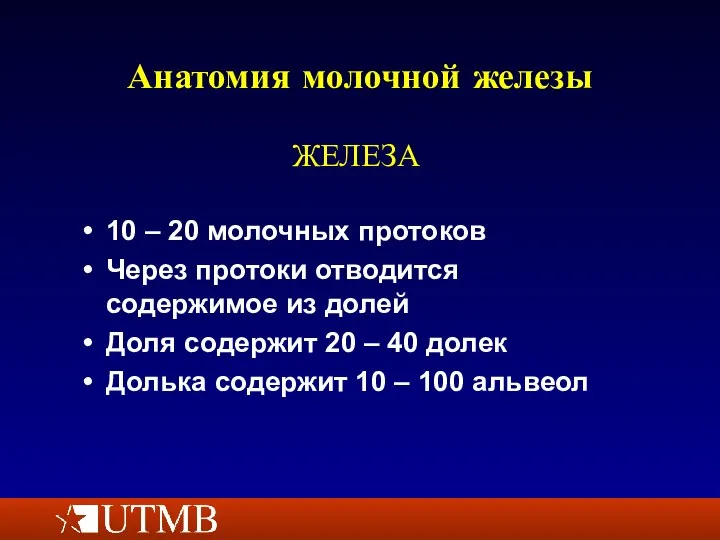 Анатомия молочной железы 10 – 20 молочных протоков Через протоки отводится