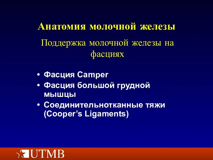 Анатомия молочной железы Фасция Camper Фасция большой грудной мышцы Соединительнотканные тяжи