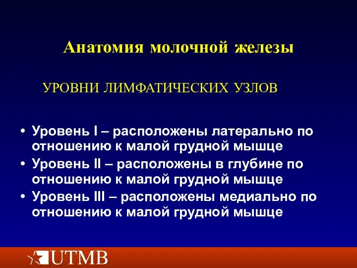 Анатомия молочной железы Уровень I – расположены латерально по отношению к