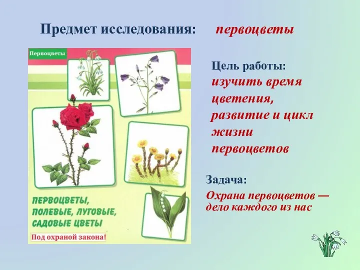 Цель работы: изучить время цветения, развитие и цикл жизни первоцветов Предмет