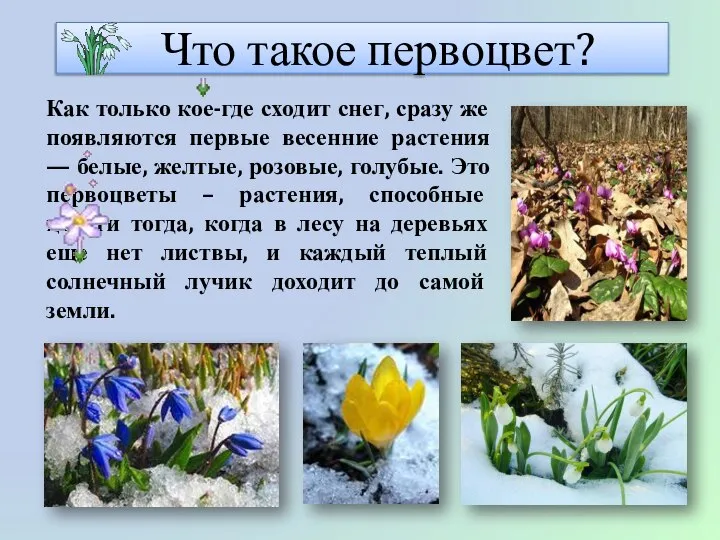 Что такое первоцвет? Как только кое-где сходит снег, сразу же появляются