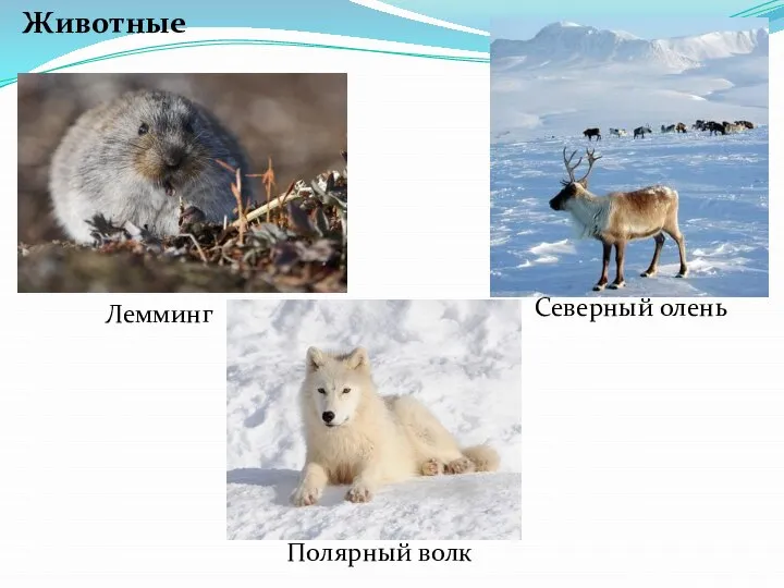 Северный олень Животные Лемминг Полярный волк