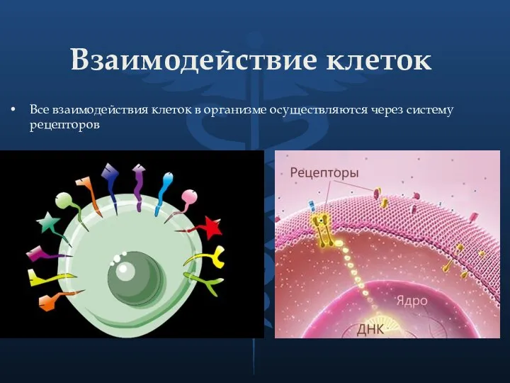 Взаимодействие клеток Все взаимодействия клеток в организме осуществляются через систему рецепторов