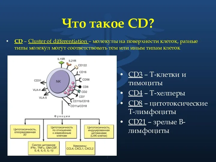 Что такое CD? CD – Cluster of differentiation – молекулы на