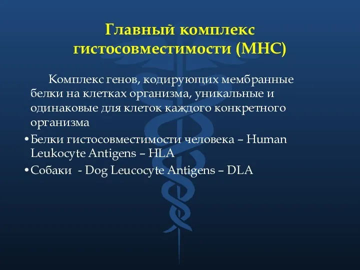 Главный комплекс гистосовместимости (MHC) Комплекс генов, кодирующих мембранные белки на клетках