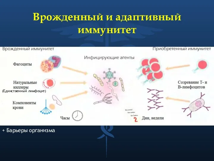 Врожденный и адаптивный иммунитет (Единственный лимфоцит) + Барьеры организма