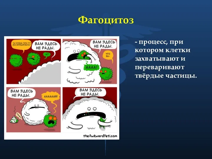 Фагоцитоз - процесс, при котором клетки захватывают и переваривают твёрдые частицы.