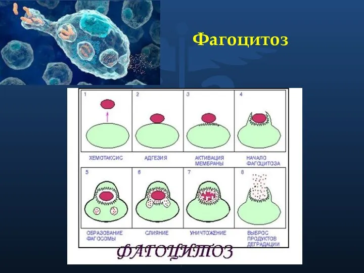 Фагоцитоз