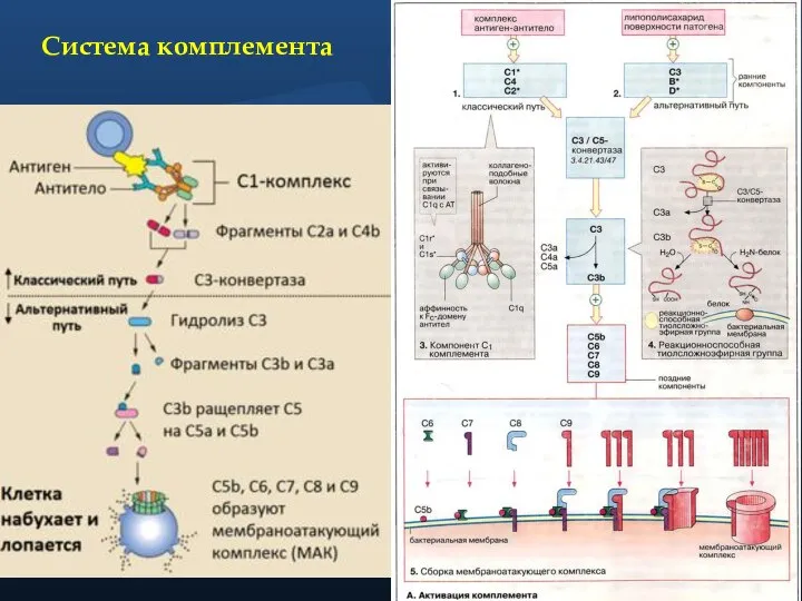 Система комплемента