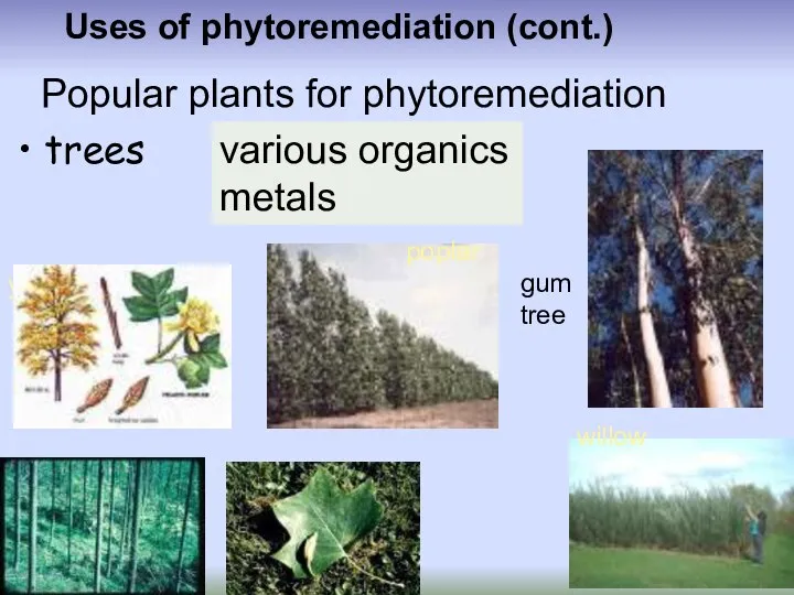 Uses of phytoremediation (cont.) trees Popular plants for phytoremediation various organics