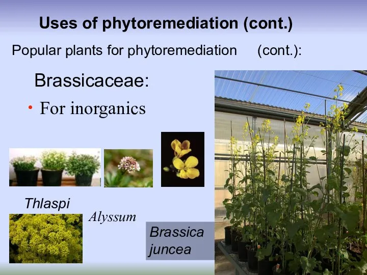 Uses of phytoremediation (cont.) For inorganics Popular plants for phytoremediation grasses