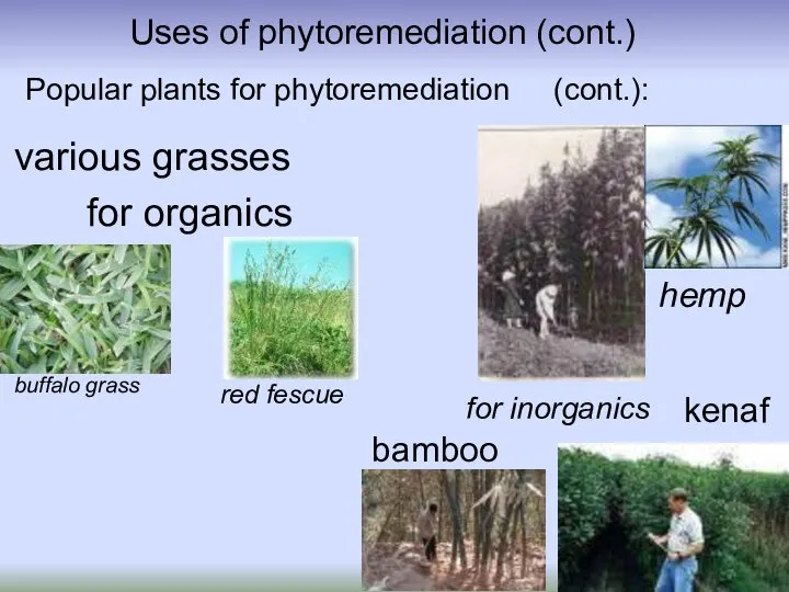 Uses of phytoremediation (cont.) Popular plants for phytoremediation (cont.): hemp kenaf