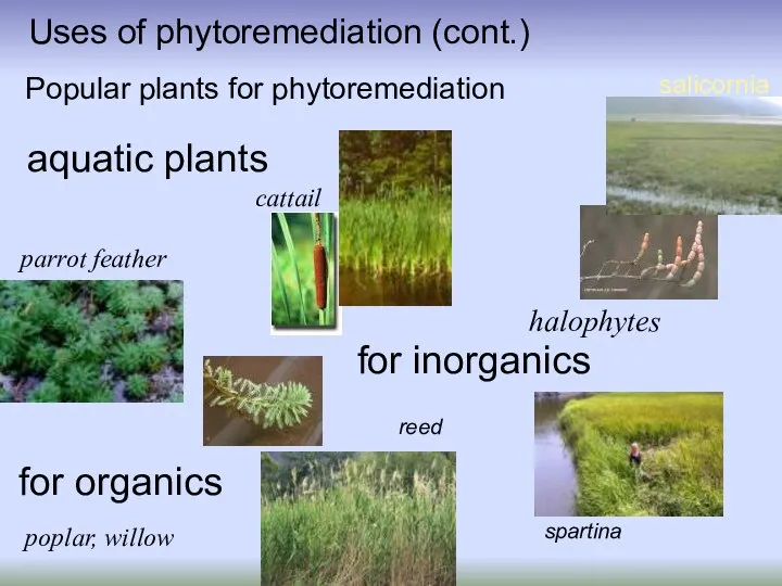 Uses of phytoremediation (cont.) Popular plants for phytoremediation parrot feather poplar,